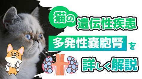 多発性嚢胞腎の猫：あなたが知る必要があるすべて