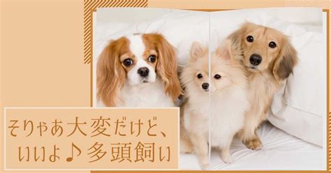 多頭 飼い犬 喧嘩