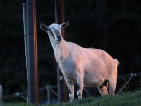 夜間の動物たち：光に対するぶっ飛んだ反応