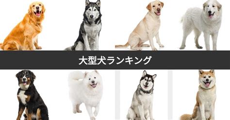 大きいテリア: 巨大な愛情と活気に満ちた犬の品種