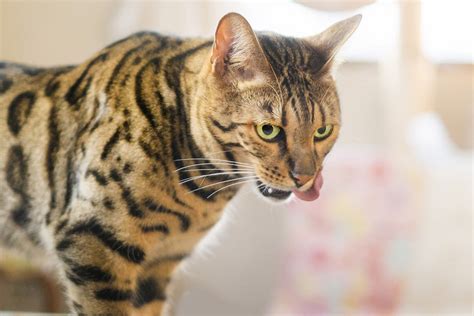 大きな猫のすべて: 魅力、健康、しつけ方