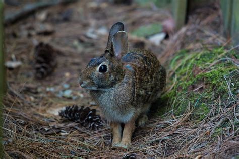 大型小動物とは？