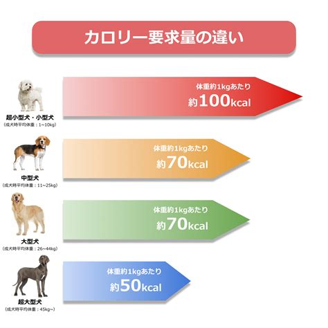 大型犬は、体のサイズが大きい分、エネルギーの必要量が多い。