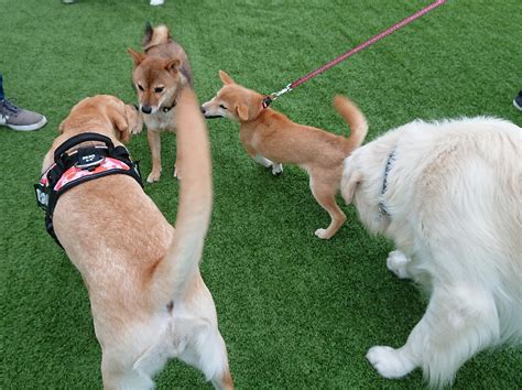 大型犬エリア