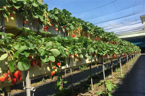 大湖草莓農場︱產量300萬斤！