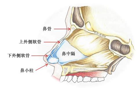 大石鼻的定義與成因