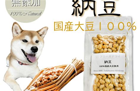 大豆 犬