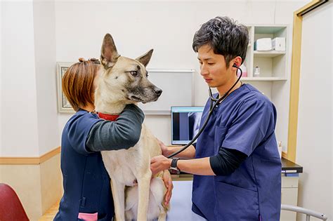 大阪府阪南市で頼れる動物病院ならまつおか動物病院へ！最先端の設備でペットの健康管理をサポート