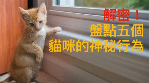 天然貓科動物：探索貓咪的本能與需求