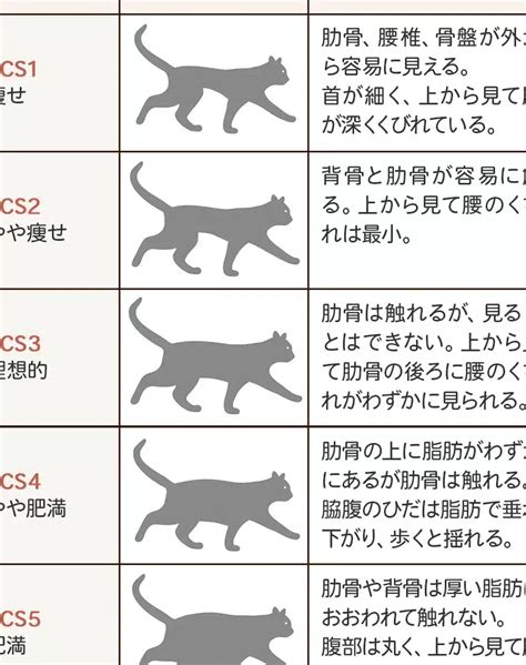 太った猫の健康管理とダイエット術