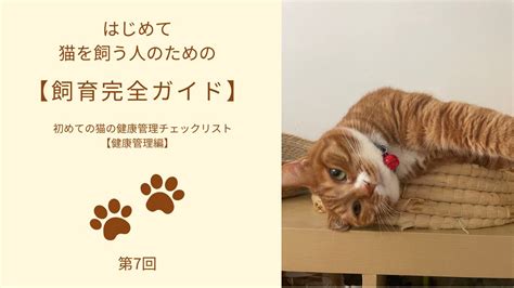 太っちょ猫の健康管理ガイド