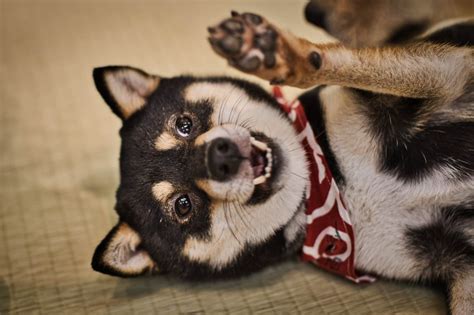 奇形犬についての包括的なガイド