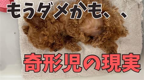 奇形犬のすべて：特徴、種類、健康上の問題、そして彼らのユニークさを受け入れる方法について