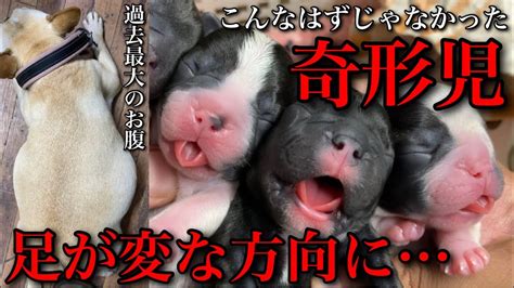 奇形犬を理解し、支える