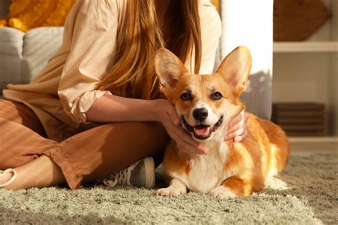 奇形犬：飼い主が知っておくべきこと