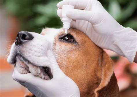 奈良で愛犬・愛猫の健康を守る！くすのき動物病院のすべて