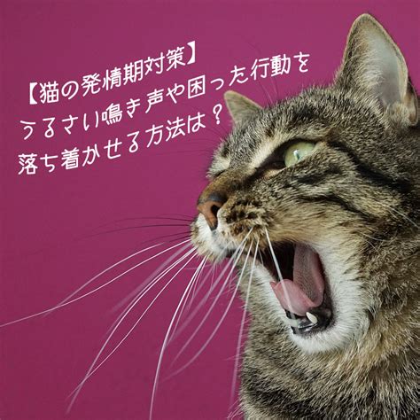 女王猫の発情期の兆候: