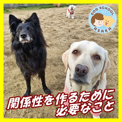 姓名判断で愛犬との絆を深める