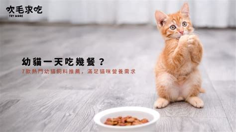 威爾斯貓飼料評價：全面探討，滿足貓咪營養需求