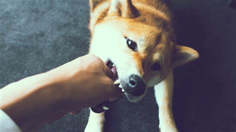 嫌がる犬への効果的な対応法: 無理強いせずに信頼関係を築く