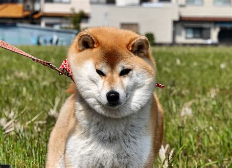 嫌がる犬を理解し、対処するためのガイド