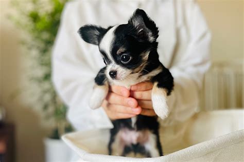 子犬とは犬: 新しい家族を迎えるすべてのこと