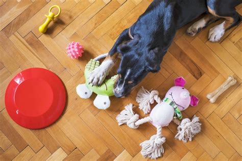 子犬のおもちゃで愛犬の豊かな生活を！