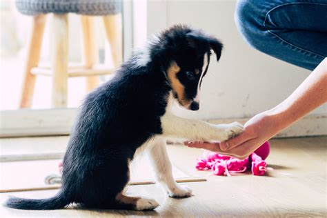 子犬のしつけ: 愛らしいパートナーとの絆を深める