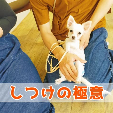 子犬のしつけで大切なこと