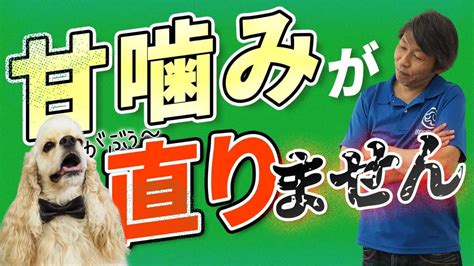 子犬のしつけで悩んでいる飼い主必見！効果的な方法から失敗回避術まで徹底解説