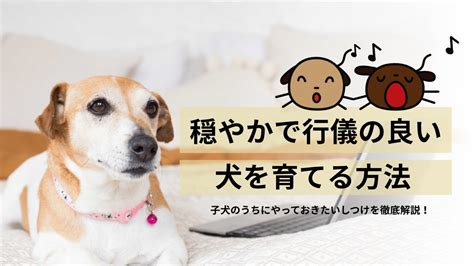 子犬のしつけ方ガイド: 賢くて従順な愛犬を育てる方法