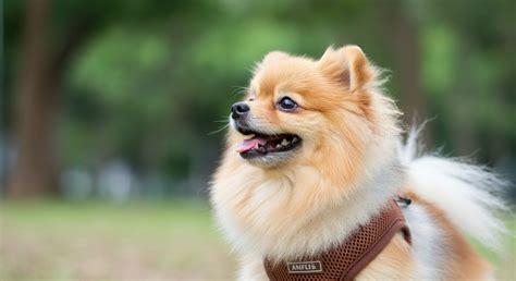 子犬のためのハーネス選びガイド：安全で快適なフィット感のために