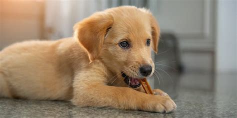 子犬のための栄養豊富なオヤツの選び方と与え方