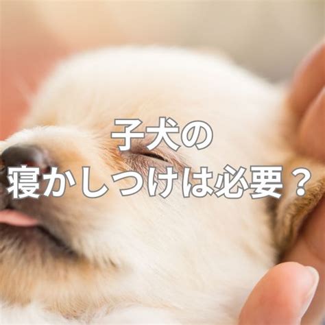 子犬の寝かしつけ: 安眠で健康で幸せな子犬のために