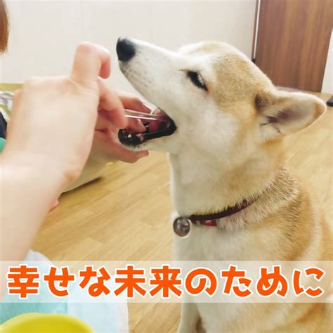 子犬の時期がしつけの鍵