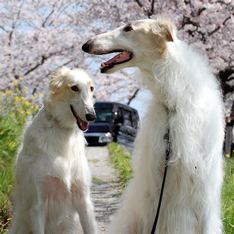 子犬の服を選ぶ際の重要な要素