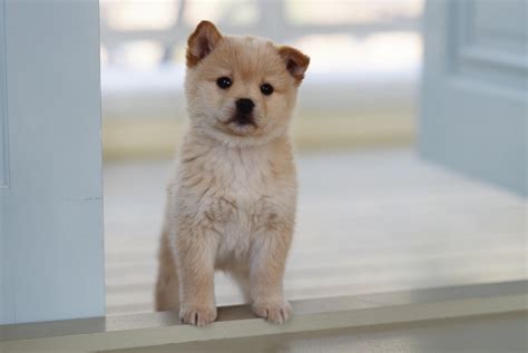 子犬の足跡: 生涯にわたる伴侶を迎えるための完全ガイド