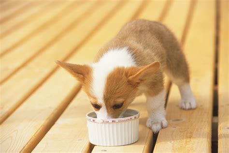 子犬の食事ガイド: パピーフードの選び方と与え方