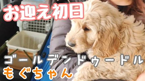 子犬をお迎えする準備：パピーホームのすべて