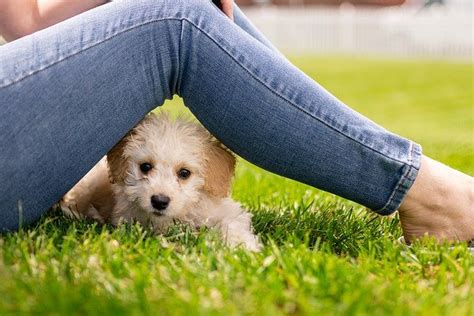 子犬をしつけるための包括ガイド：愛犬との絆を深めよう