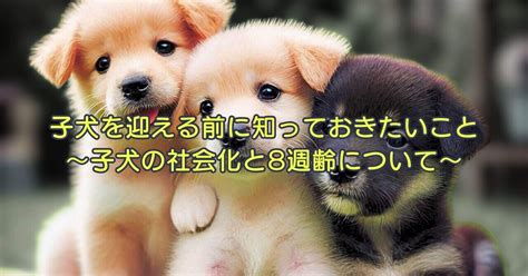 子犬を迎えることの責任