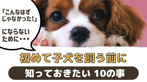 子犬を飼いたい！飼い始める前に知っておきたい大切なこと