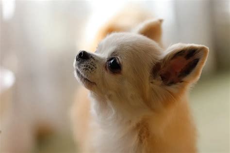 子犬を飼う際の費用概算