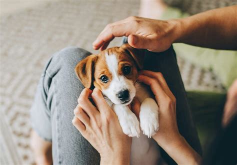 子犬 の しつけ いつから