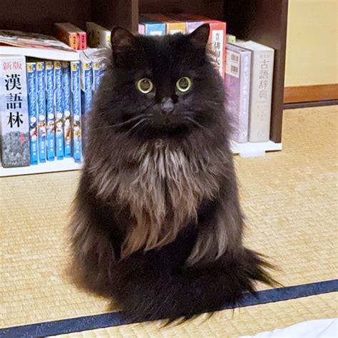 子猫が健康に成長するために必要な