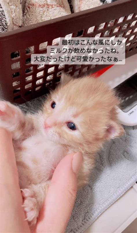 子猫のお世話：包括的なガイド