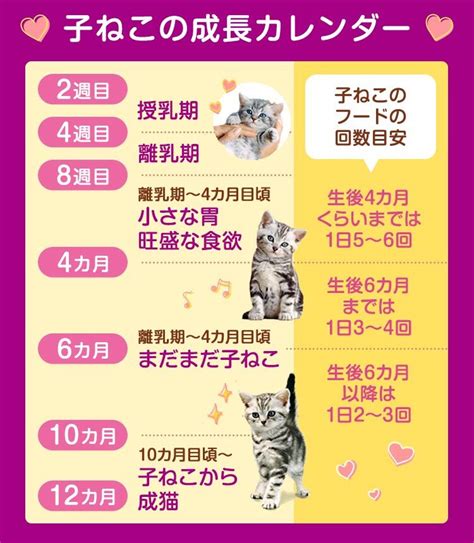 子猫の成長と発達に最適な給餌量のガイド