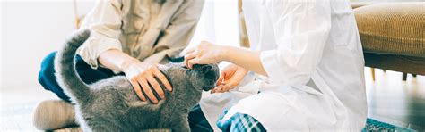 子猫の正しいケアガイド: 新しい家族を迎え入れるための包括的な手引き