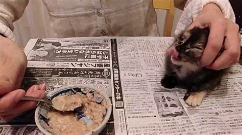 子猫の給餌の重要性