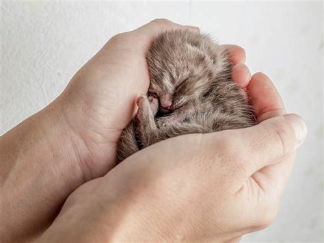 子猫の飼い方: 包括的なガイド